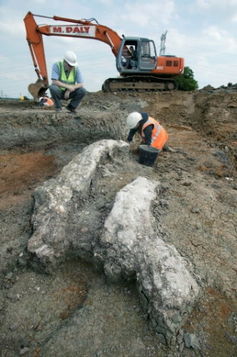 Excavation of the Southfleet elephant