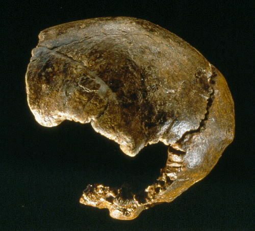 The Swanscombe Skull   © Natural History Museum